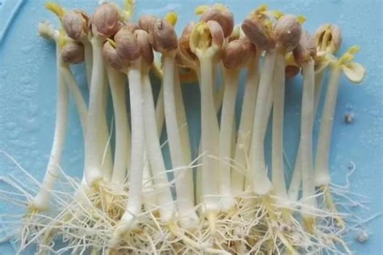 太阳花盛花期还能打顶吗