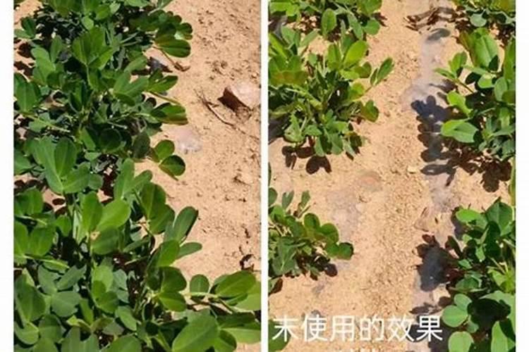 花生叶子发黄枯萎是什么病怎么处理