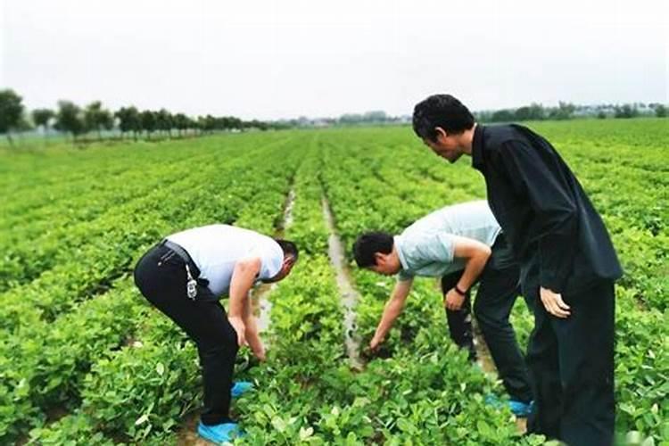 种植花生用什么肥料好