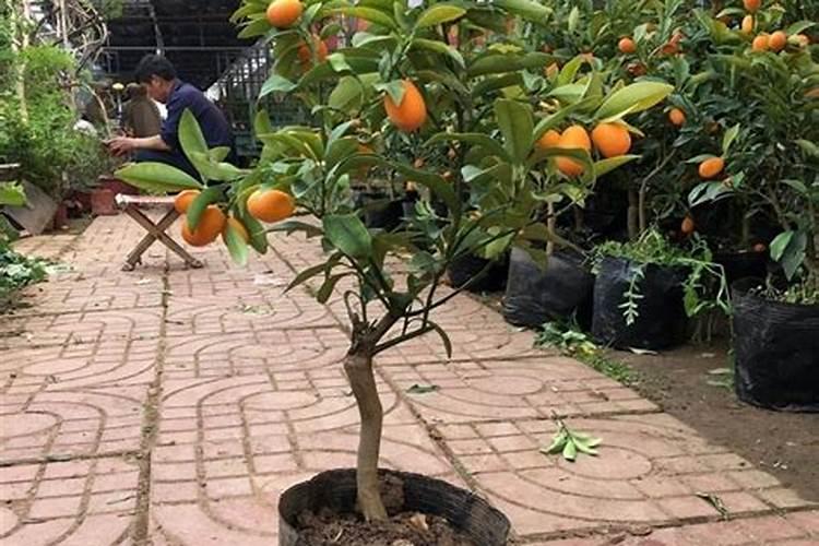 旱稻品种及种植技术