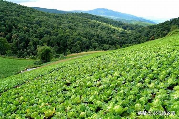 钙镁磷肥有什么作用？钙镁磷肥使用方法和注意事项