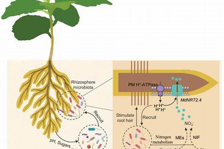 氮肥适合哪些蔬菜.