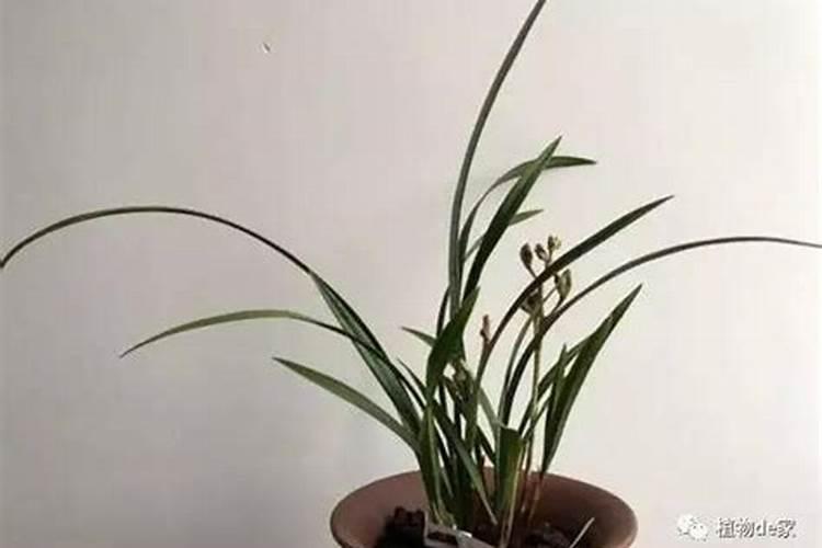 多菌灵可以浇兰花吗