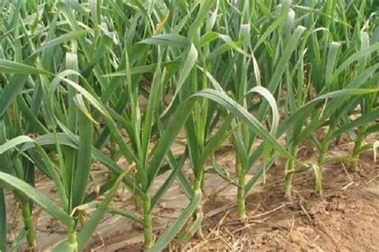 种植大蒜用什么肥料好 种植大蒜用什么肥料比较好