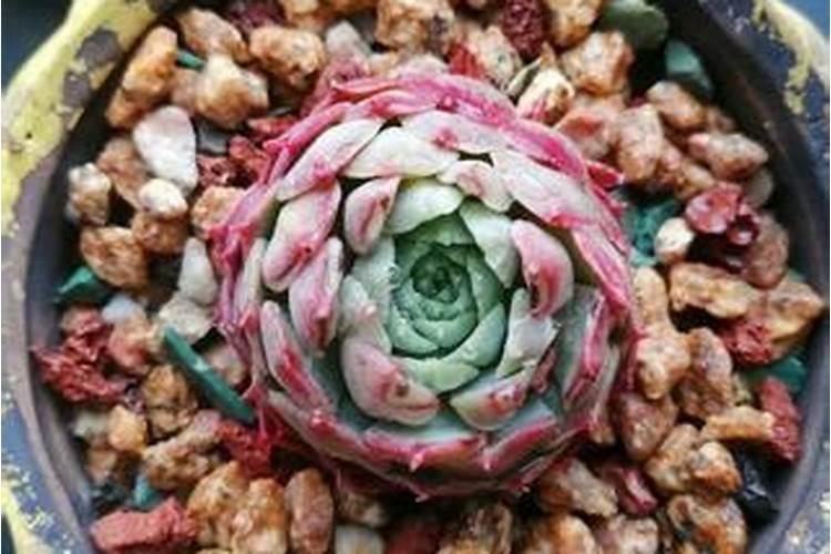 多肉植物施什么肥容易爆盆