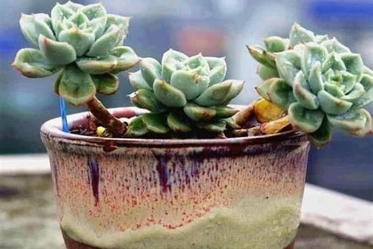 多肉总是干枯死亡,是什么原因呢？如何预防呢？