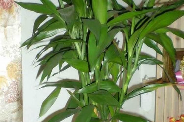 怎么给花补氮肥 兑水对着叶子喷补肥料