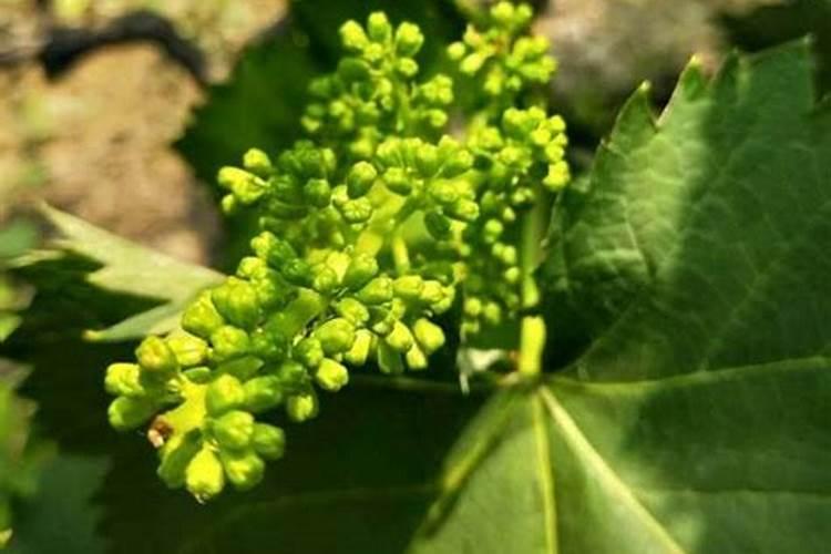 芹菜用什么肥料好