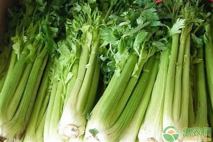 洋葱小苗育苗方法