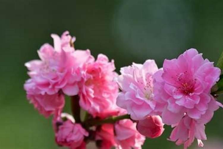 桃花应该什么时候施肥盆栽桃花怎么施肥？
