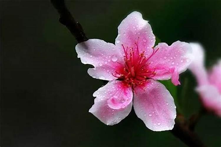 桃花怎么施肥,桃花四季施肥要点