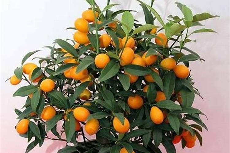 黄豆水适合浇哪些花