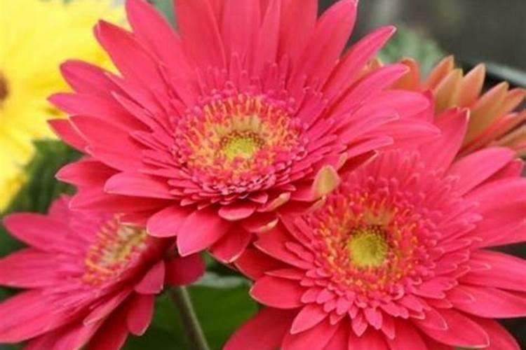 非洲菊施什么肥料