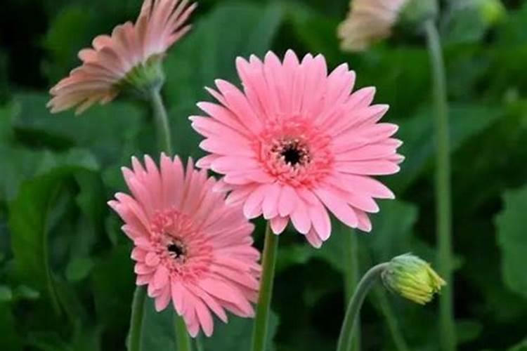 非洲菊施什么肥料