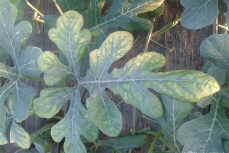 西瓜甜瓜叶面发黄缺什么元素