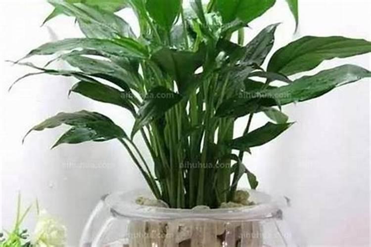 水养花的水里放什么好