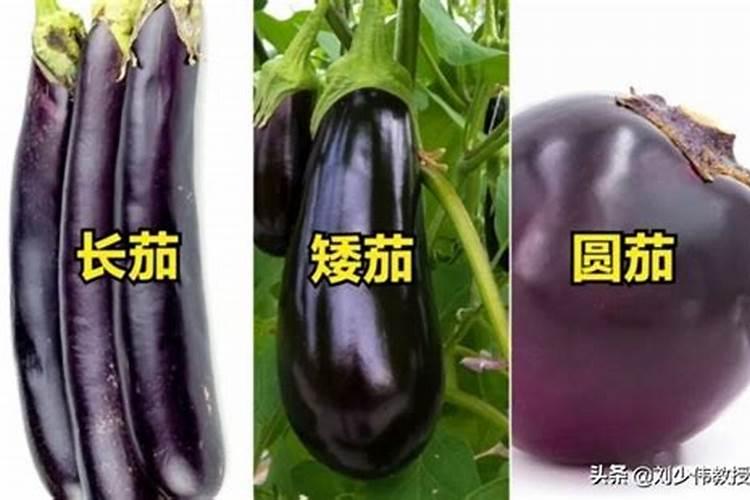 茄子怎么施肥好 茄子的施肥技术