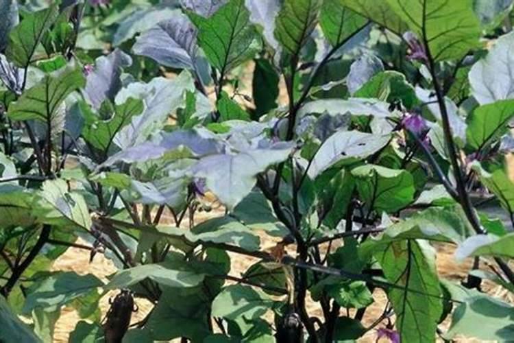 茄子施什么肥最好