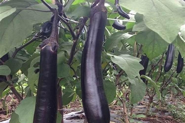 种茄子不能用什么肥料？用肥不当茄子难高产