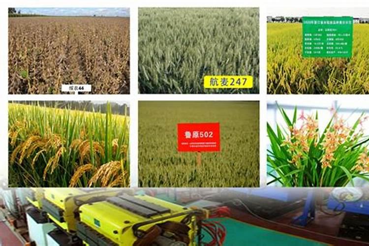 鱼蛋白肥料的功效与作用