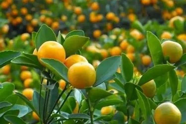 柑桔地每亩可施多少硫酸亚铁？为什么呢？