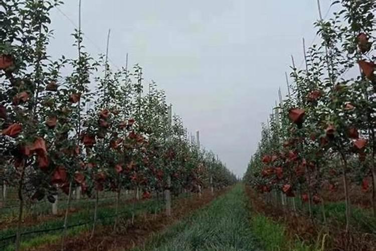果树什么时候施肥 果树什么时候施肥最好