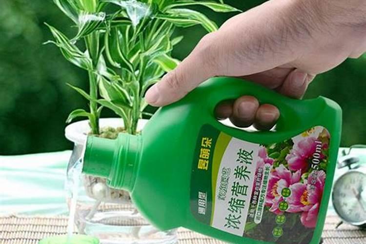 营养液的正确使用方法浇花