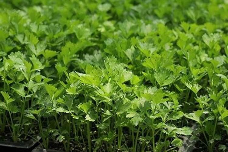 芹菜在生长期适宜施什么肥料