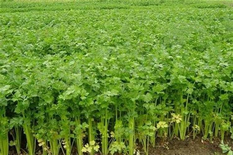 芹菜施什么肥料最好