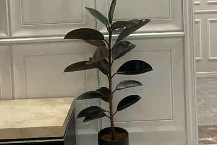 耐热的适合广东月季品种 哪些月季品种适合广东气候