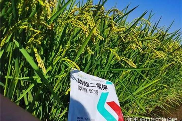 稻谷追胀胞肥最简单三个步骤