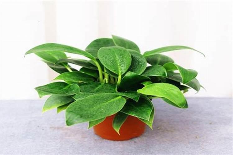 绿公主的养殖方法和注意事项