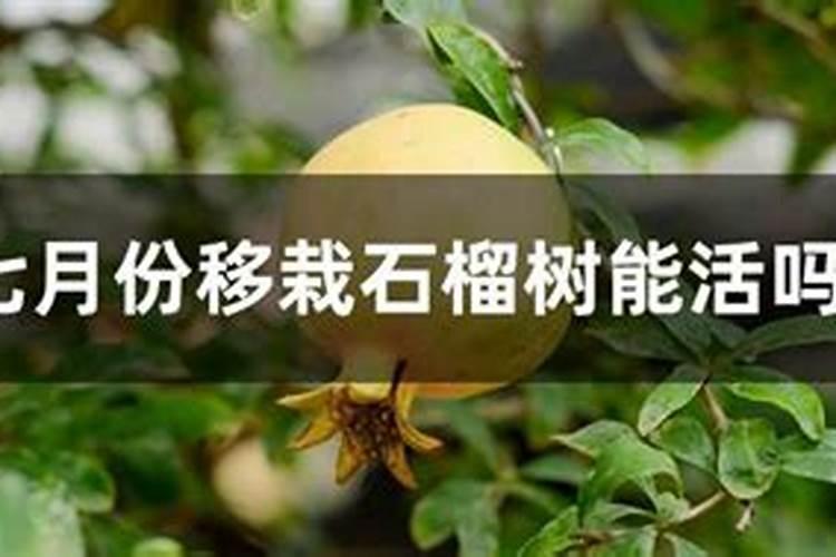 青岛明月蓝海生物科技有限公司的明月海藻肥简介