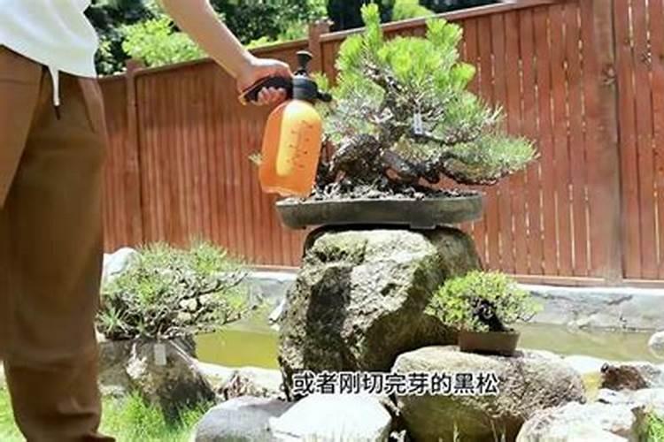 面肥怎么造句