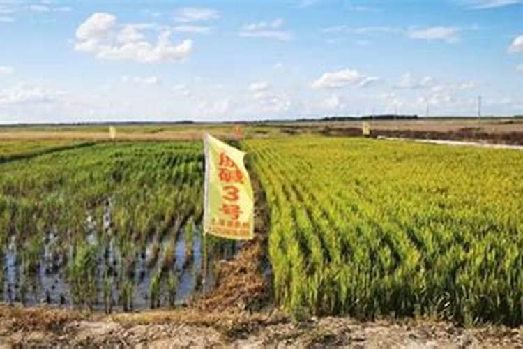 为什么要施小麦越冬肥？哪类麦田应该施越冬肥？