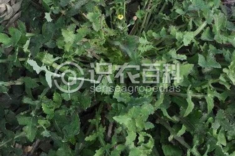 玉米施用种肥有哪些注意事项