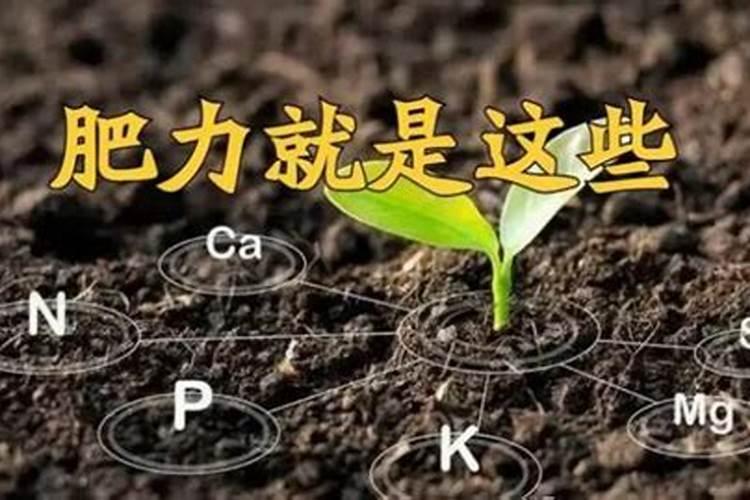 种植黄瓜、菜瓜等瓜类作物,要避开哪些施肥误区？