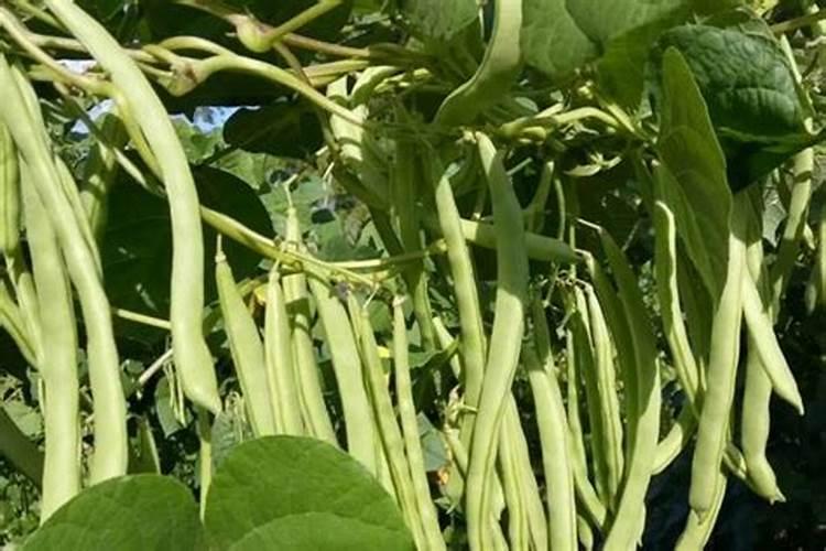 氮磷钾是什么肥料