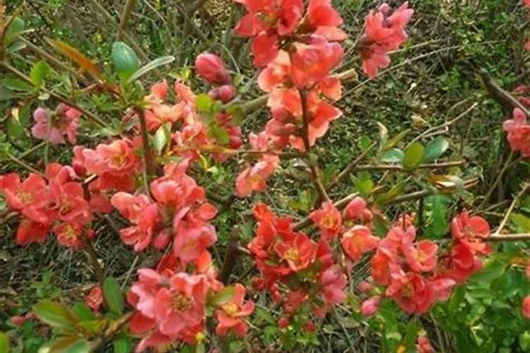 木本海棠催花用什么肥料好？