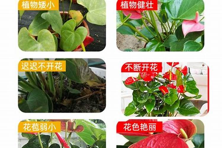 红掌肥料有哪几种,复合肥才是最好的选择