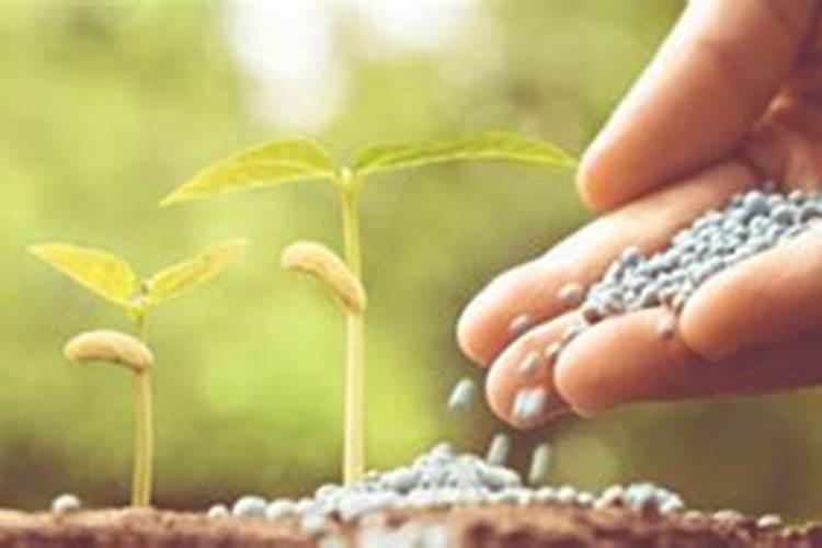 种植黄瓜、菜瓜等瓜类作物,要避开哪些施肥误区？