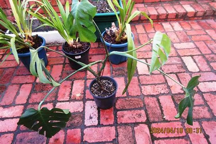 有机蔬菜用什么肥料