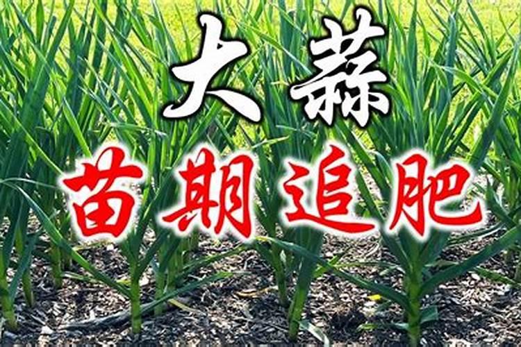 大蒜追肥用什么肥料好