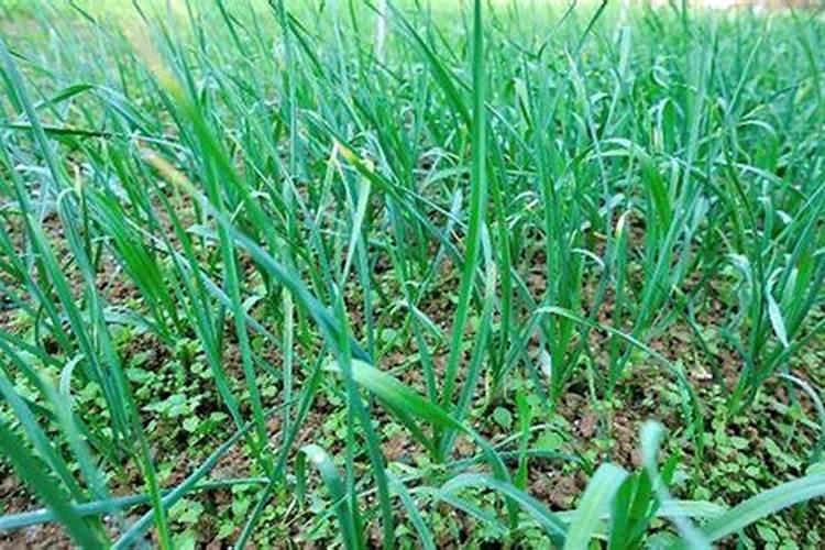 大蒜返青后如何管理？做好哪几个方面,病虫害少,植株长势壮？