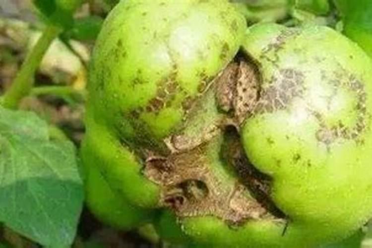 果树施硼肥怎么操作？果树施硼肥有什么用？