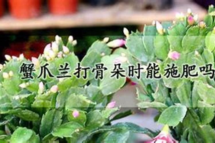 小麦灌浆期打什么叶面肥