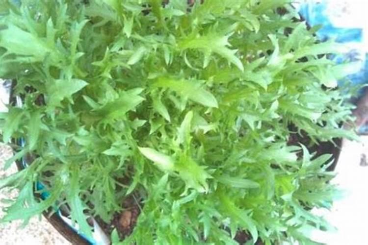 苦菜是怎么样的？