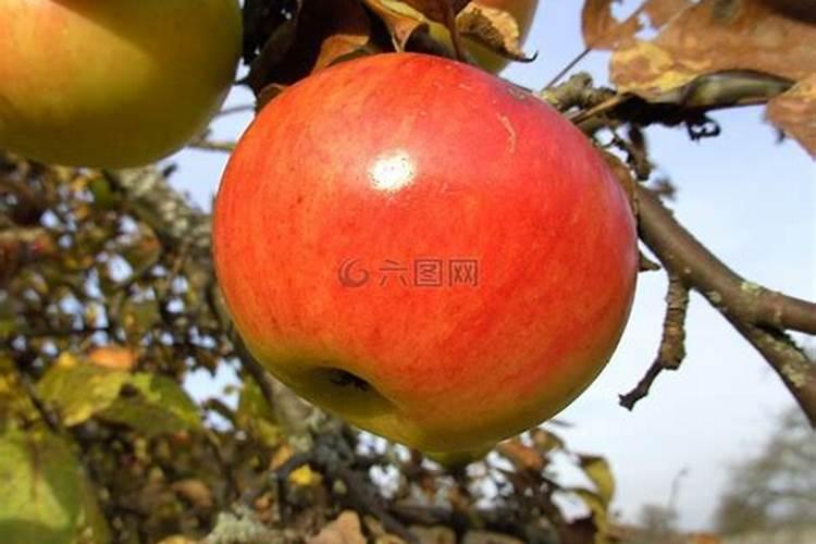 松花菜定植后,对肥水的要求都有哪些呢？