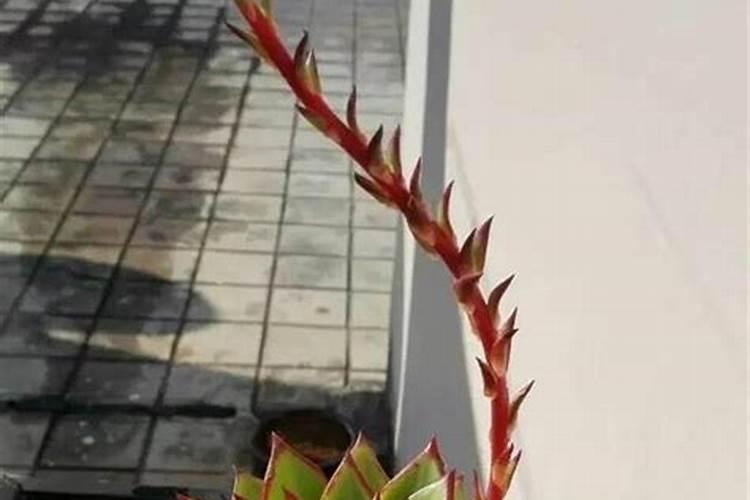 六月建兰刚有花剑能施肥吗？建兰出花剑后的施肥方法