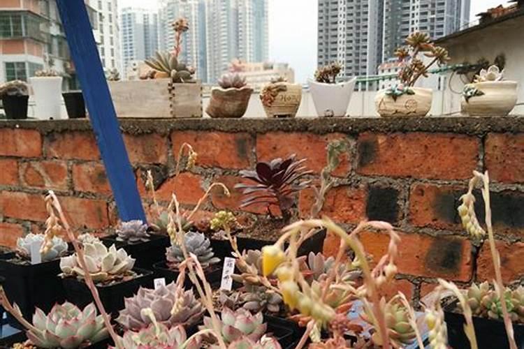 兰花刚出花箭用施肥么,长出花苞后用施肥吗